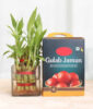Plant Gift Combo – Gulab Jamun & Lucky Bamboo