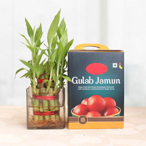 Plant Gift Combo - Gulab Jamun & Lucky Bamboo
