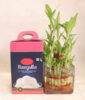Lucky Bamboo with Rasgulla