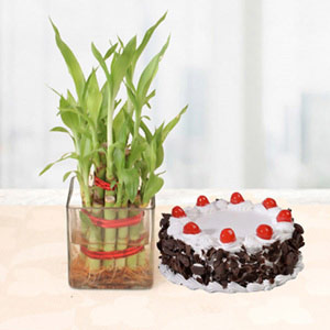 Plant Gift Combo - Bamboo Plant with Black Forest Cake