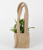 Carry Lucky Bamboo Plant Around