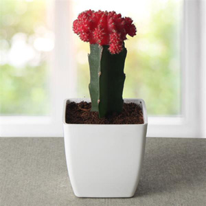 Bring Your Moon Cactus Plant