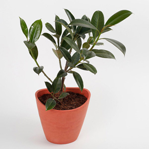 Ficus Elastica Plant in Half Moon Recycled Plastic Pot