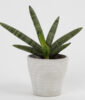 Sansevieria Cylindrica Plant in Recycled Plastic Lining Pot