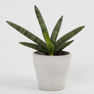 Sansevieria Cylindrica Plant in Recycled Plastic Lining Pot