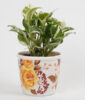 White Pothos Plant In Stoneware Floral Pot