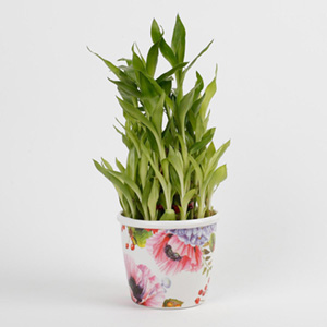 Bamboo Plant 3 Layer in Stoneware Floral Pot
