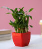 Two Layer Lucky Bamboo Plant In Red Melamine Pot