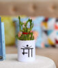 Two Layer Bamboo Plant In Maa Pot
