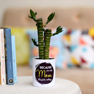 Cut Leaf Bamboo Plant In Pot For Mom