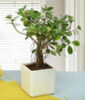 Attractive Ficus Iceland Bonsai Plant