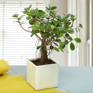Ficus Iceland Bonsai Plant