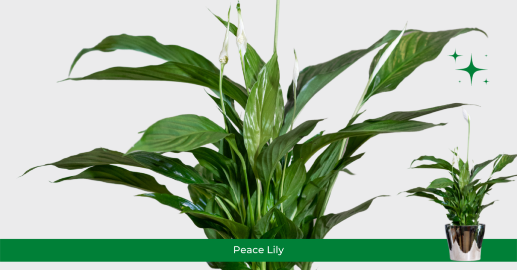 Peace Lily @Taru Vatika