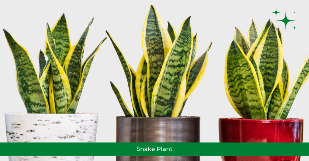 Snake Plant - Air Purifying Plants