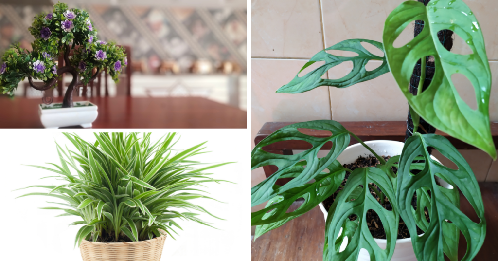 Spider plant - Low-Maintenance Plants