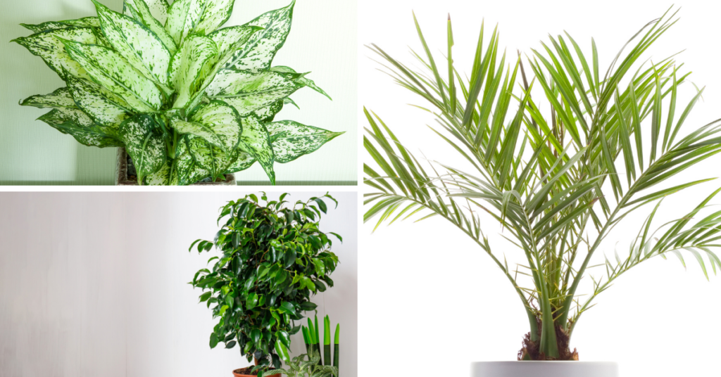 Valentine’s Day - air purifying plants