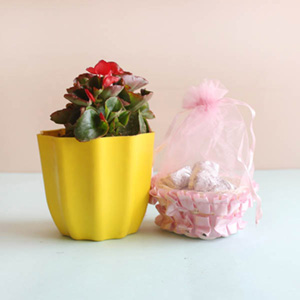 Begonia Plant and Chocolate Combo