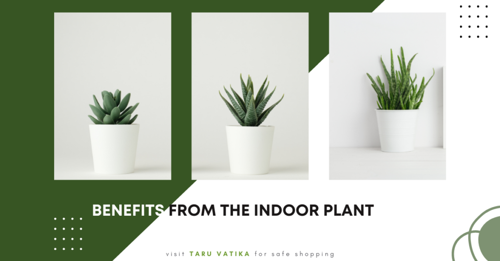 benefits from the indoor plant