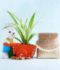 Bunny Spider Plant Pot with Dry Fruits