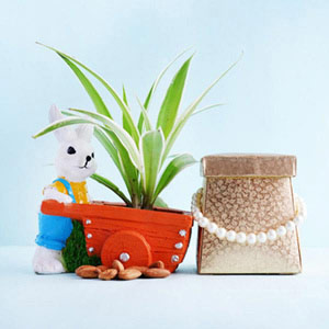 bunny-spider-plant-pot-with-dry-fruits