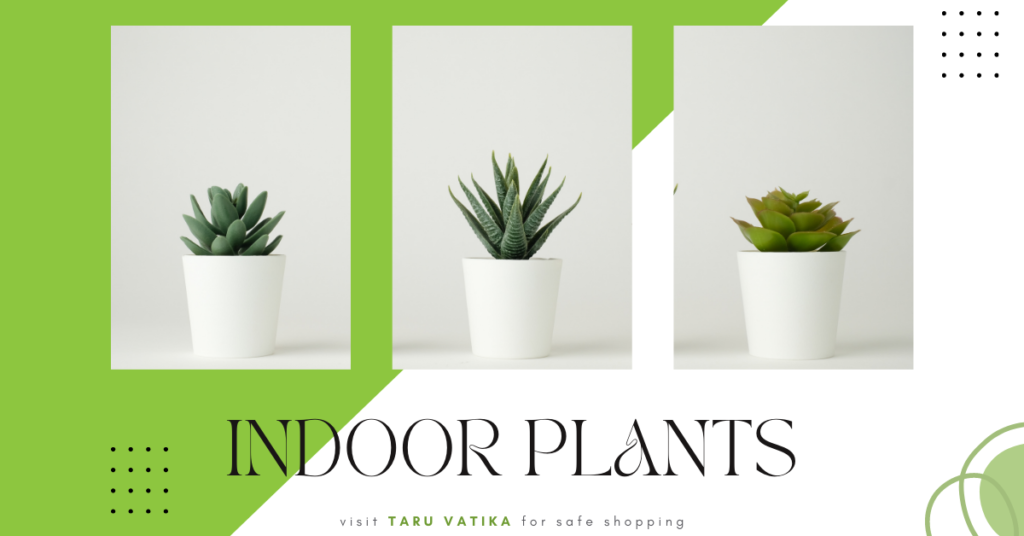 buy plants online - Indoor Plants