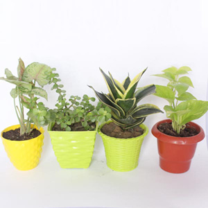 Plant Combo - Combo of 4 Air Purifier Plants