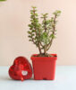 Jade Plant and Chocolate Combo
