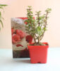 Jade Plant and Love Card Combo