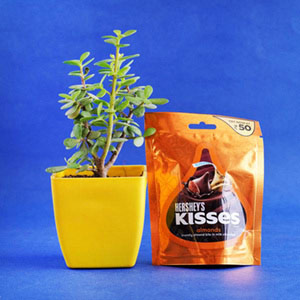 Jade Plant Pot with Hershey Kisses Combo