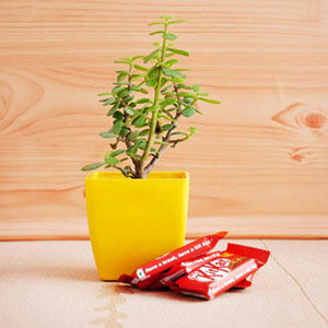 Jade Plant with KitKat Chocolates Combo