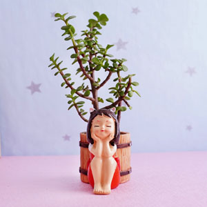 Jade Plant with An Adorable Little Angel Pot