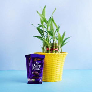 Lucky Bamboo Plant with Pot and Cadbury Dairy Milks
