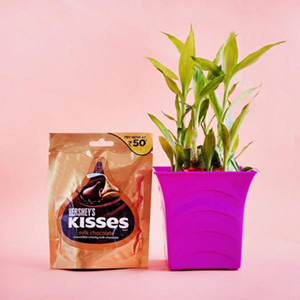 Lucky Bamboo Plant with Pot and Hershey Kisses