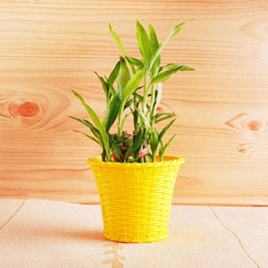 Lucky Bamboo Plant with Well Designed Pot
