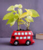 Money Plant with Bus Pot