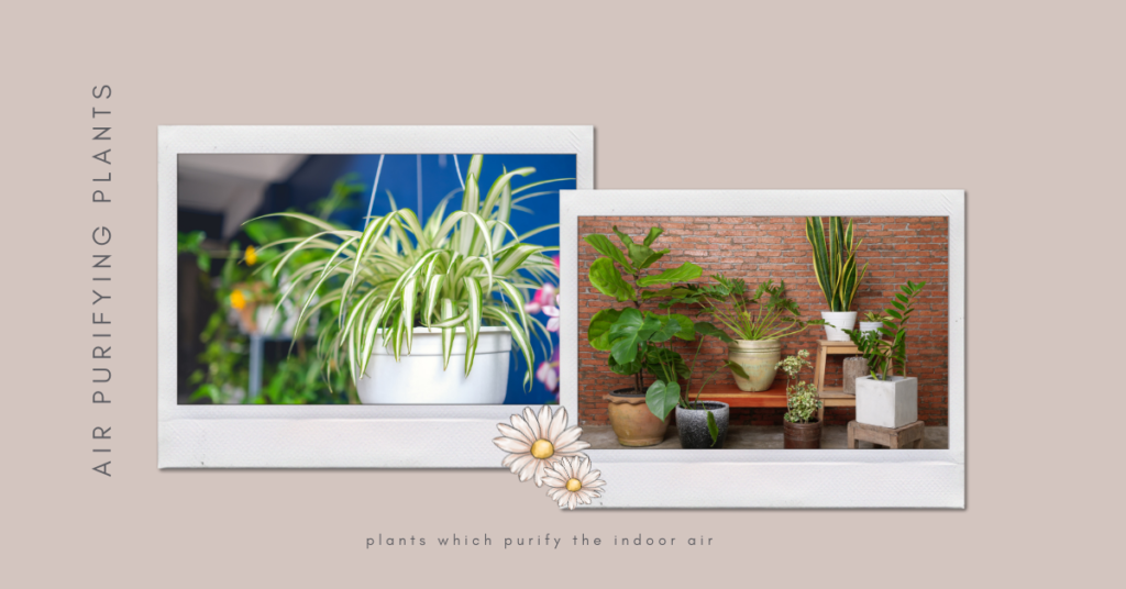 plants which purify the indoor air