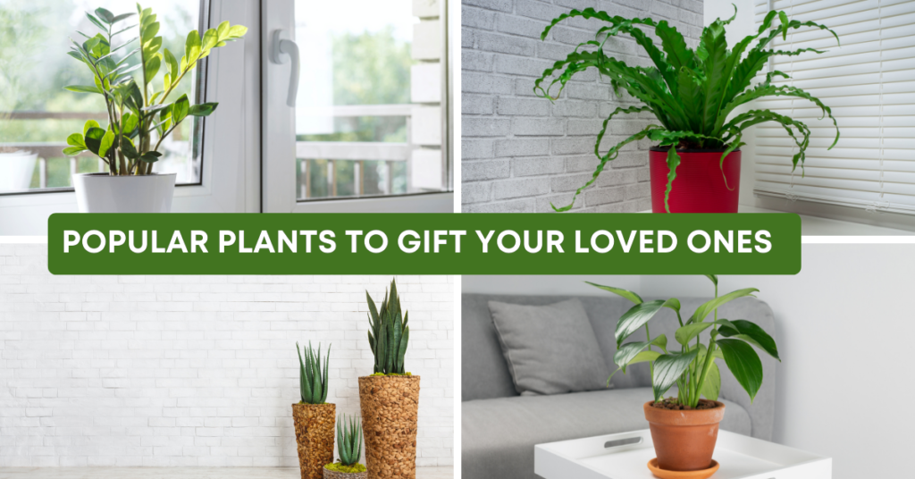 popular plants to gift your loved ones