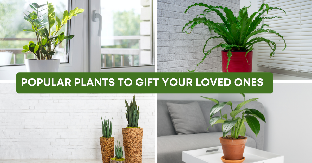 5 Reasons Why Plant Gift is Great for Every Occasion Taru Vatika