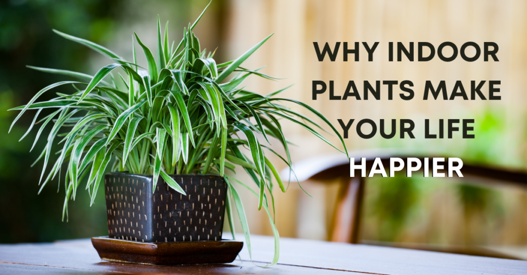 why indoor plants make your life happier