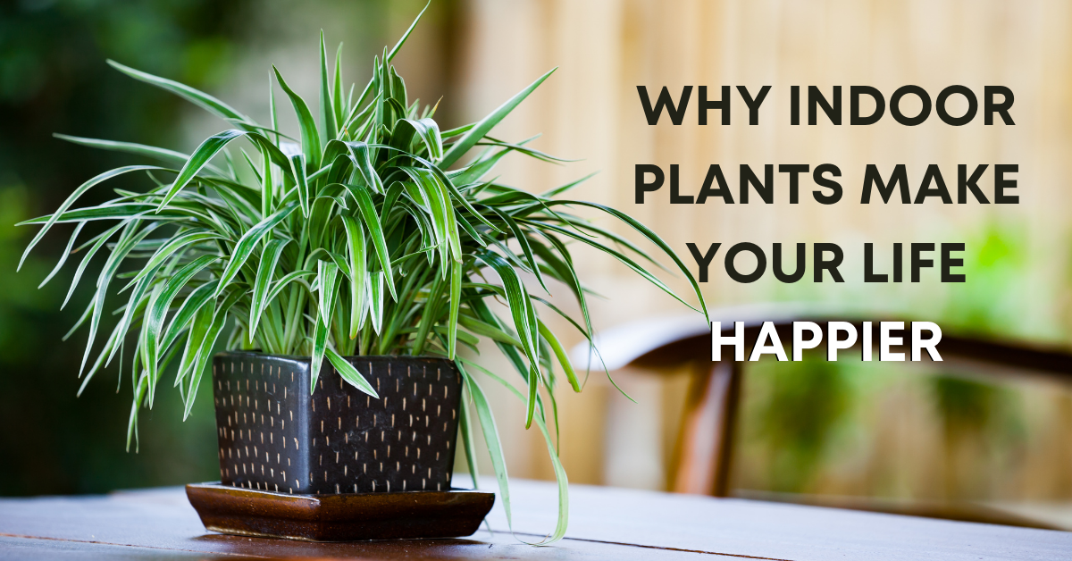 How Indoor Plants Make You Happy? Taru Vatika