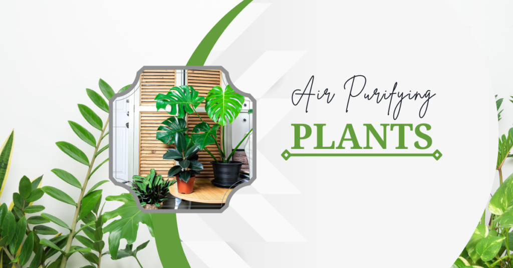 Benefits of Air Purifying Plants