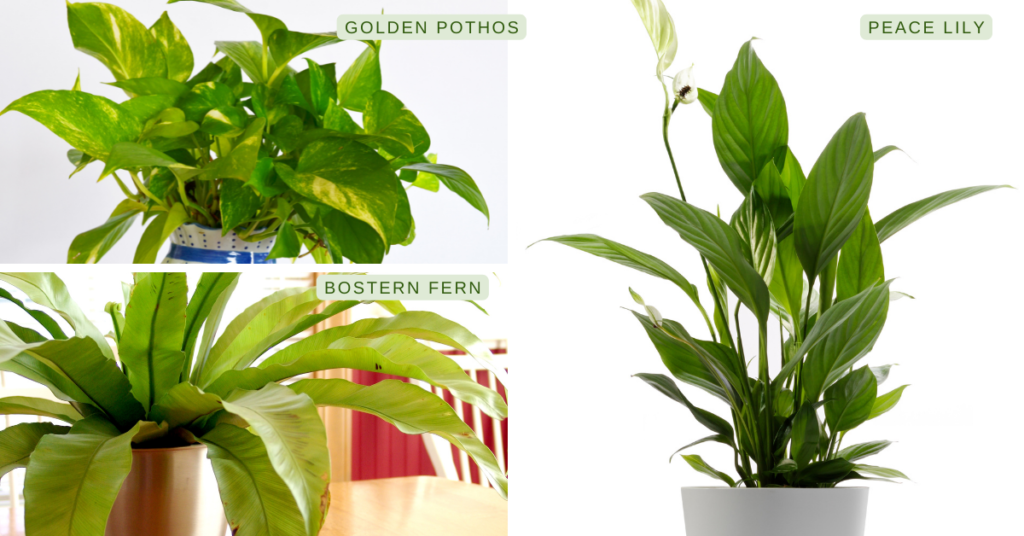 Air Purifying Plants