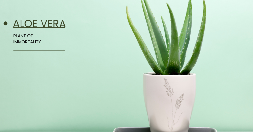 Aloe Vera is another popular Indoor Plant