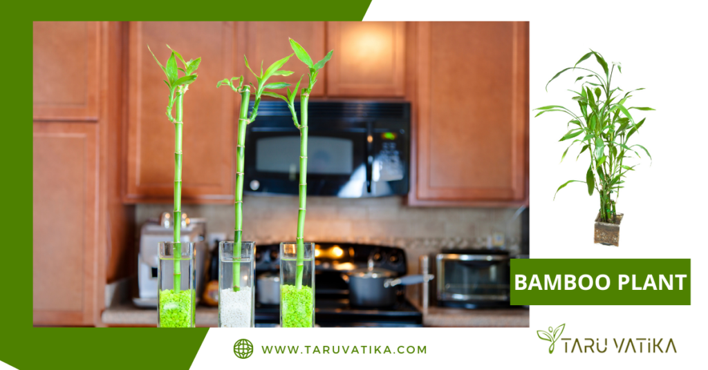Bamboo Plant @ TaruVatika