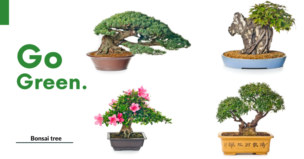 House Plants - Bonsai tree