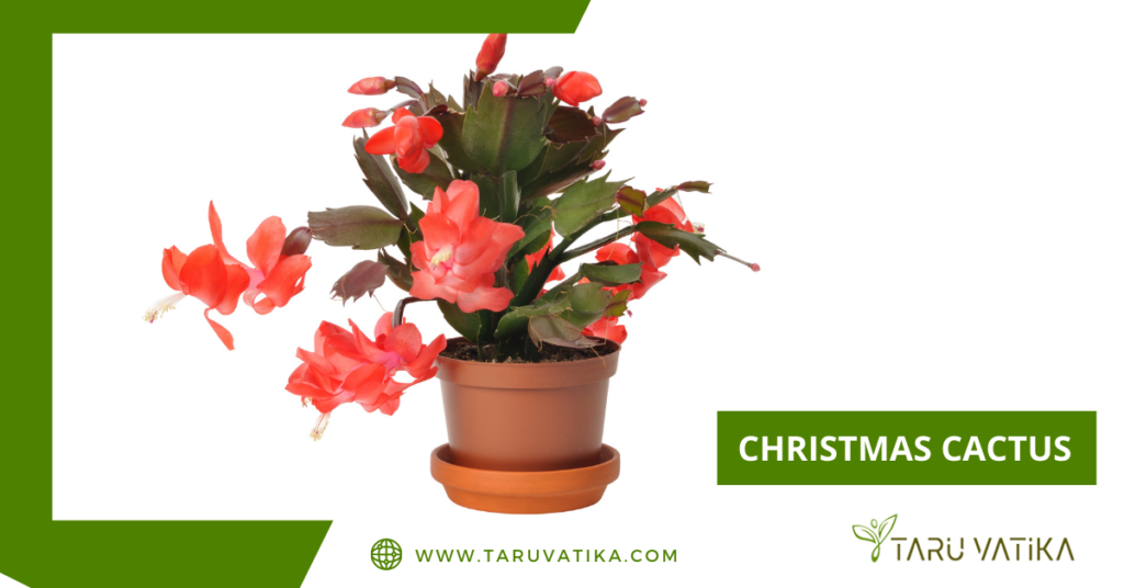 Oxygen Producing Indoor Plants -Christmas Cactus @ TaruVatika