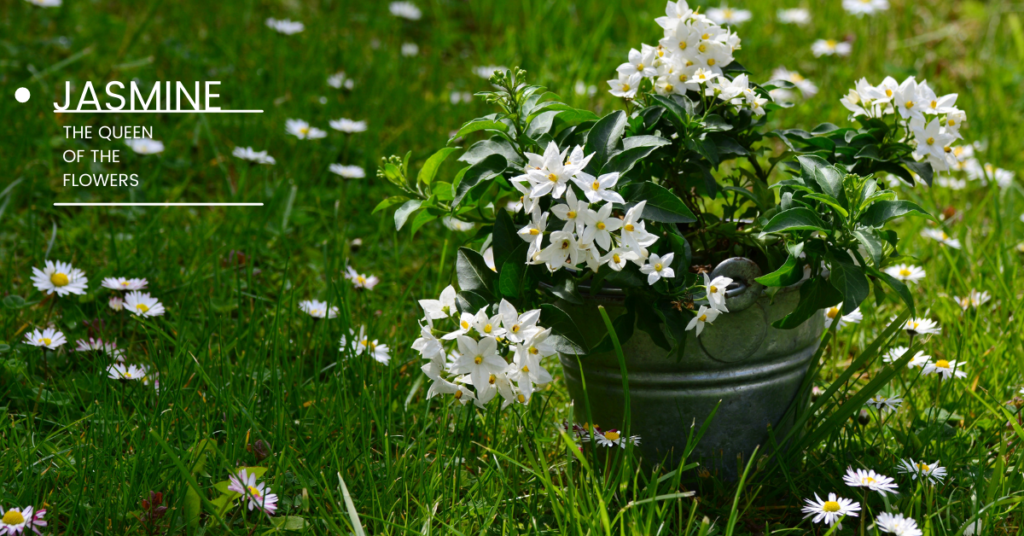 jasmine is a great Indoor plant