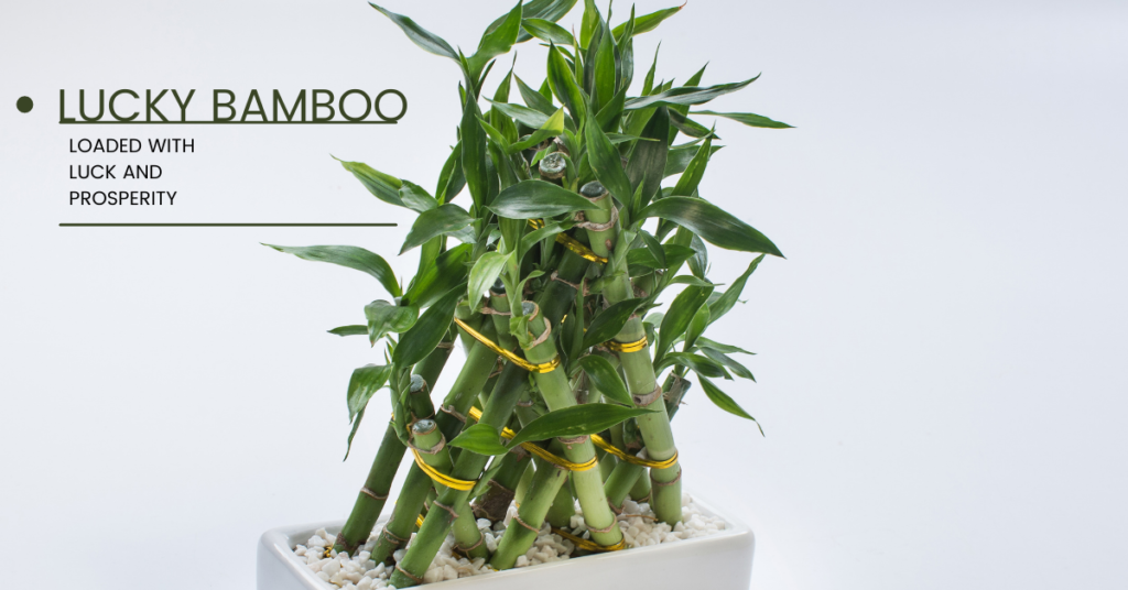 Lucky Bamboo - loaded with luck and prosperity