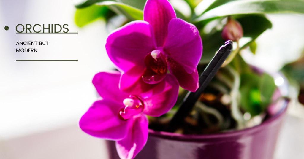 Orchid is the oldest flowering plant