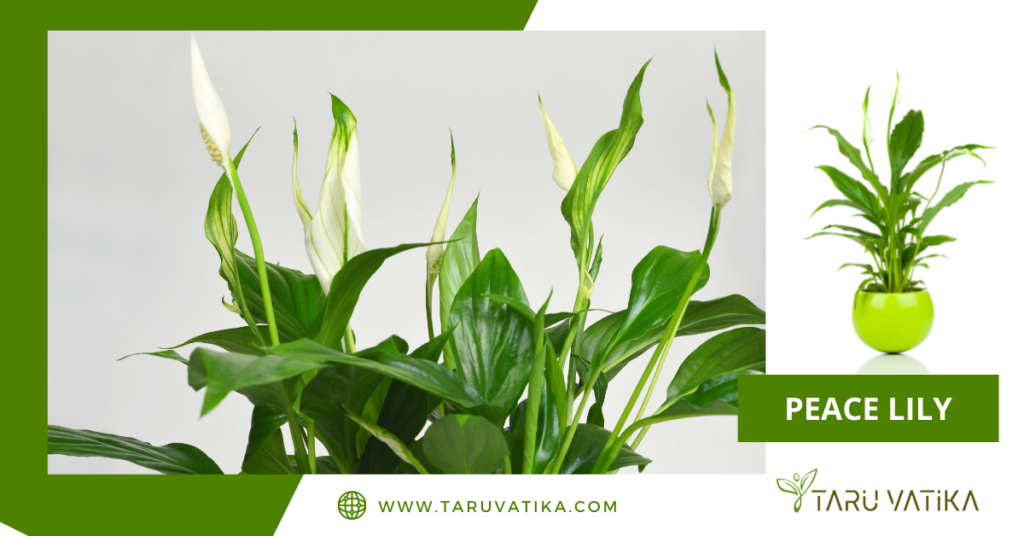 Peace Lily @ TaruVatika